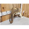 Image 3 : Musk Ox Horns On Skull Plate
