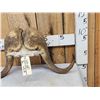 Image 4 : Musk Ox Horns On Skull Plate