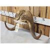Image 5 : Musk Ox Horns On Skull Plate