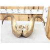 Image 6 : Musk Ox Horns On Skull Plate