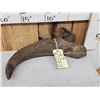 Image 2 : Bison Antiquus Horn Fossilized Fossil
