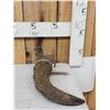 Image 3 : Bison Antiquus Horn Fossilized Fossil