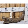 Image 4 : Bison Antiquus Horn Fossilized Fossil