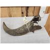 Image 6 : Bison Antiquus Horn Fossilized Fossil