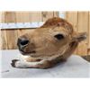 Image 10 : American Bison Buffalo Calf Full Body Taxidermy Mount