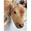 Image 11 : American Bison Buffalo Calf Full Body Taxidermy Mount