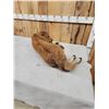 Image 13 : American Bison Buffalo Calf Full Body Taxidermy Mount