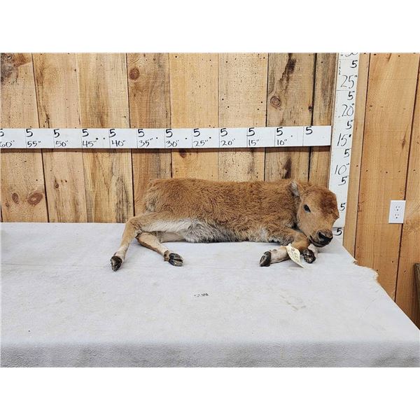 American Bison Buffalo Calf Full Body Taxidermy Mount
