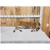 Image 1 : American Bison Buffalo Calf Full Body Taxidermy Mount