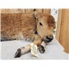 Image 2 : American Bison Buffalo Calf Full Body Taxidermy Mount