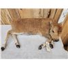 Image 3 : American Bison Buffalo Calf Full Body Taxidermy Mount