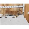 Image 5 : American Bison Buffalo Calf Full Body Taxidermy Mount