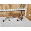 Image 6 : American Bison Buffalo Calf Full Body Taxidermy Mount