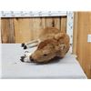 Image 8 : American Bison Buffalo Calf Full Body Taxidermy Mount