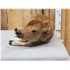 Image 9 : American Bison Buffalo Calf Full Body Taxidermy Mount