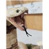Image 10 : Indian Spitting Cobra Full Body Snake Taxidermy