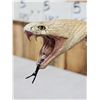 Image 11 : Indian Spitting Cobra Full Body Snake Taxidermy