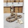 Image 13 : Indian Spitting Cobra Full Body Snake Taxidermy