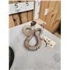 Image 14 : Indian Spitting Cobra Full Body Snake Taxidermy