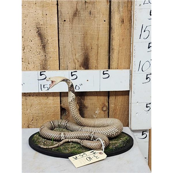 Indian Spitting Cobra Full Body Snake Taxidermy