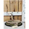 Image 1 : Indian Spitting Cobra Full Body Snake Taxidermy