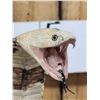Image 3 : Indian Spitting Cobra Full Body Snake Taxidermy