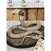 Image 4 : Indian Spitting Cobra Full Body Snake Taxidermy