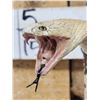 Image 5 : Indian Spitting Cobra Full Body Snake Taxidermy