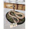 Image 6 : Indian Spitting Cobra Full Body Snake Taxidermy