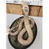 Image 7 : Indian Spitting Cobra Full Body Snake Taxidermy
