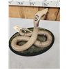 Image 8 : Indian Spitting Cobra Full Body Snake Taxidermy