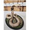 Image 9 : Indian Spitting Cobra Full Body Snake Taxidermy