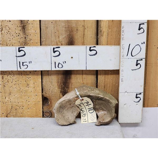 Ancient Woolly Mammoth Cervical Vertebrae Fossilized Fossil