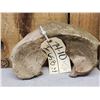 Image 2 : Ancient Woolly Mammoth Cervical Vertebrae Fossilized Fossil