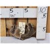 Image 5 : Ancient Woolly Mammoth Cervical Vertebrae Fossilized Fossil