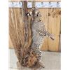 Image 10 : Bobcat Leaping For A Quail Floor Lamp Taxidermy