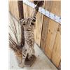 Image 12 : Bobcat Leaping For A Quail Floor Lamp Taxidermy