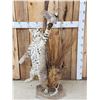 Image 3 : Bobcat Leaping For A Quail Floor Lamp Taxidermy