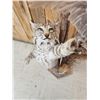 Image 5 : Bobcat Leaping For A Quail Floor Lamp Taxidermy