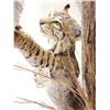 Image 8 : Bobcat Leaping For A Quail Floor Lamp Taxidermy