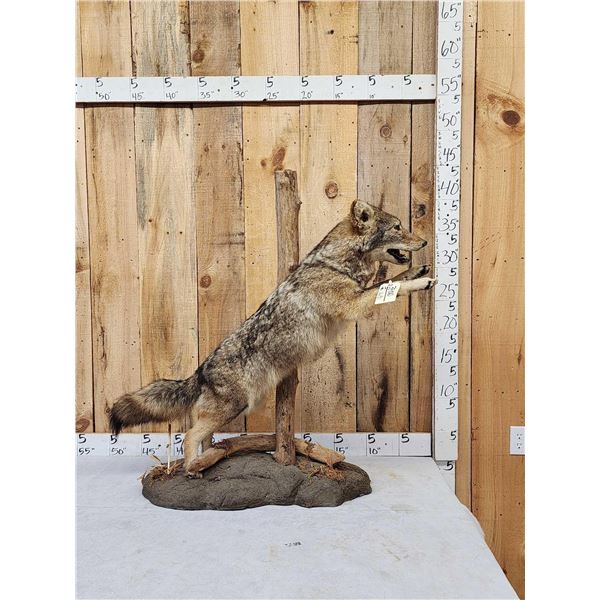 Leaping Coyote Full Body Taxidermy Mount
