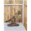 Image 1 : Leaping Coyote Full Body Taxidermy Mount