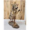 Image 3 : Leaping Coyote Full Body Taxidermy Mount