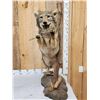 Image 4 : Leaping Coyote Full Body Taxidermy Mount