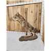 Image 5 : Leaping Coyote Full Body Taxidermy Mount