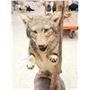 Image 6 : Leaping Coyote Full Body Taxidermy Mount