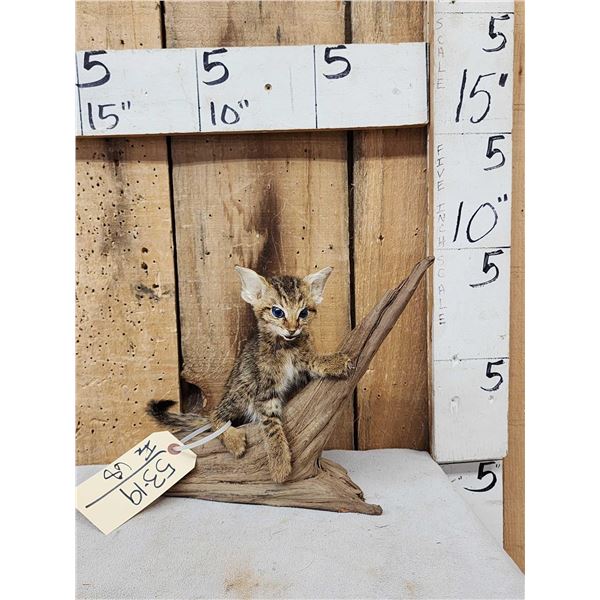 African Baby Wildcat Full Body Taxidermy Mount
