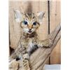 Image 2 : African Baby Wildcat Full Body Taxidermy Mount