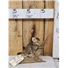 Image 3 : African Baby Wildcat Full Body Taxidermy Mount