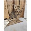 Image 4 : African Baby Wildcat Full Body Taxidermy Mount